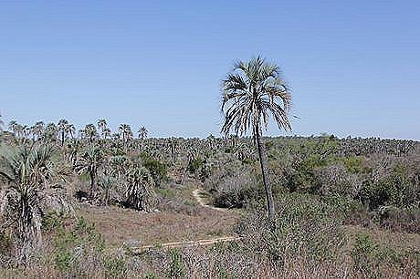 Parque Nacional El Palmar - Foto 10