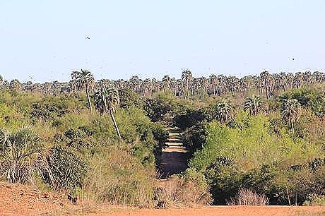 Parque Nacional El Palmar - Foto 18