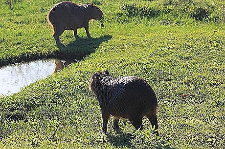 Parque Nacional El Palmar - Foto 19