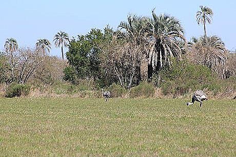 Parque Nacional El Palmar - Foto 2