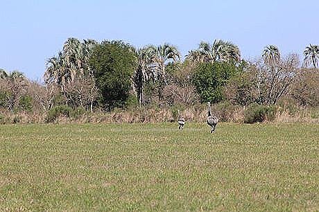 Parque Nacional El Palmar - Foto 3