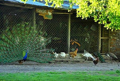 Granja La Administración - Foto 4