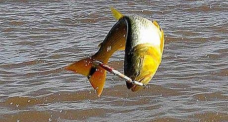 Pesca deportiva - Foto 2